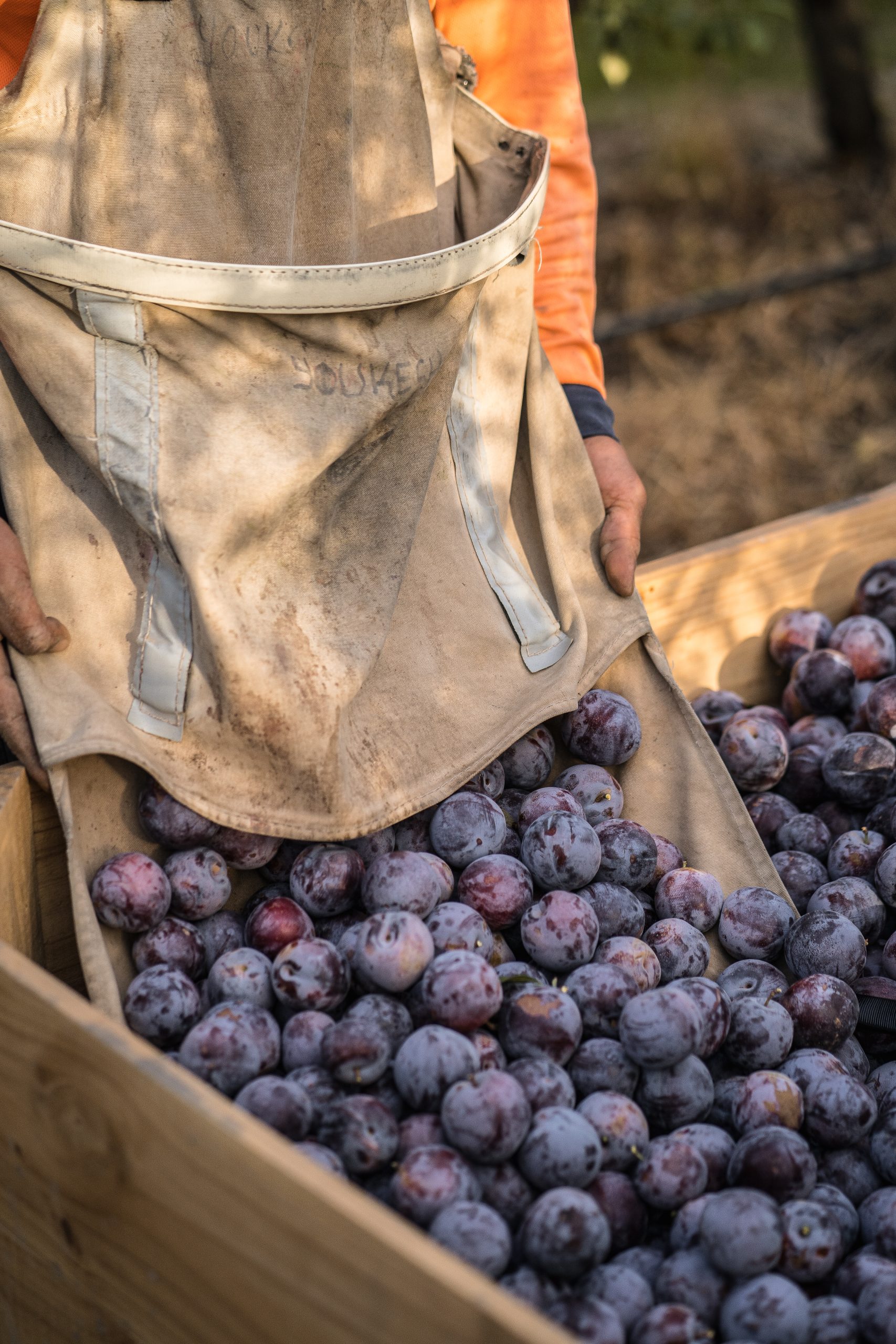 TrueTribe_RulloOrchard_200302_DG025